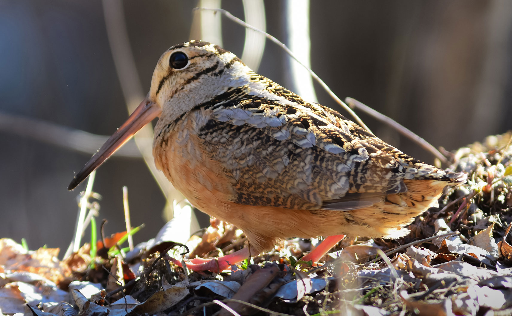 Close up of a Woodcock