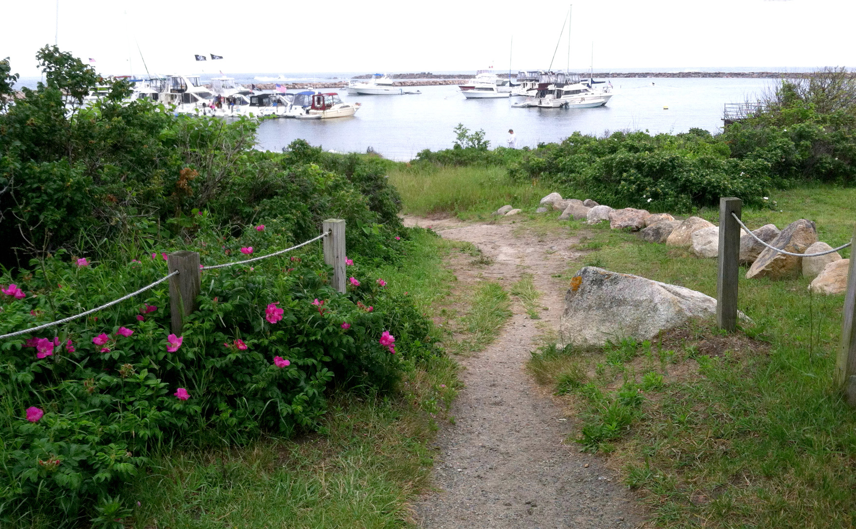 Green path with scenery